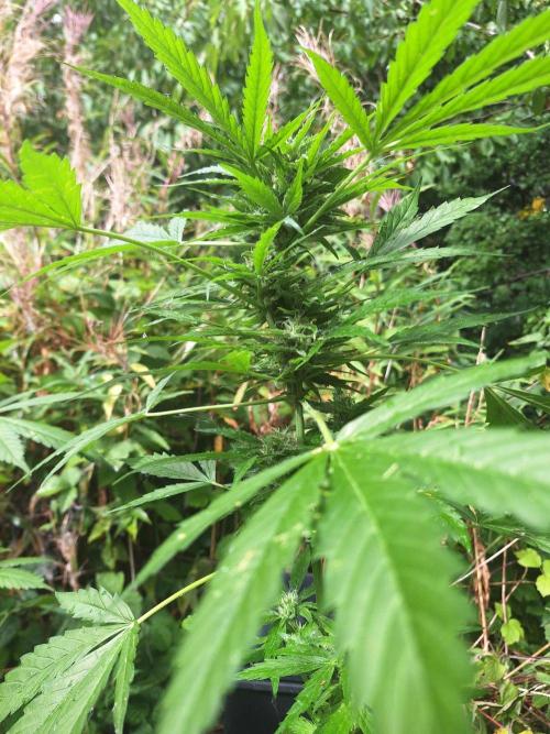 Guerilla Grow 2026 - spot # 2. Week 11