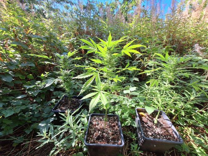 Guerilla Grow 2026 - spot # 2. Week 12