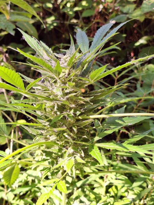 Guerilla Grow 2026 - spot # 2. Week 12