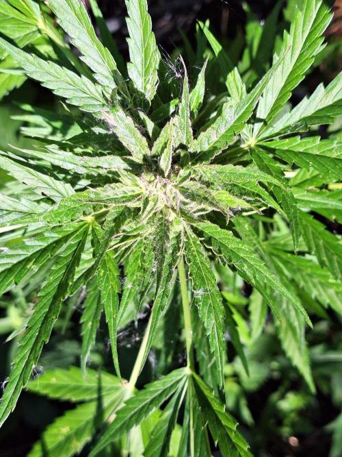 Guerilla Grow 2026 - spot # 2. Week 12