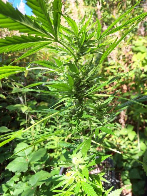 Guerilla Grow 2026 - spot # 2. Week 12