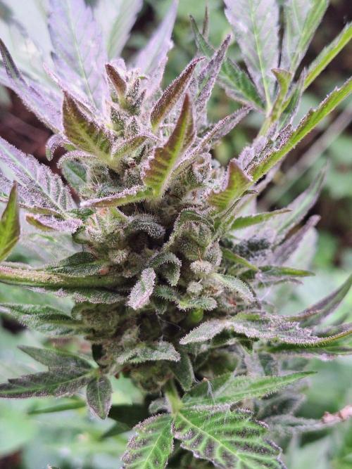 Guerilla Grow 2026 - spot # 2. Week 14