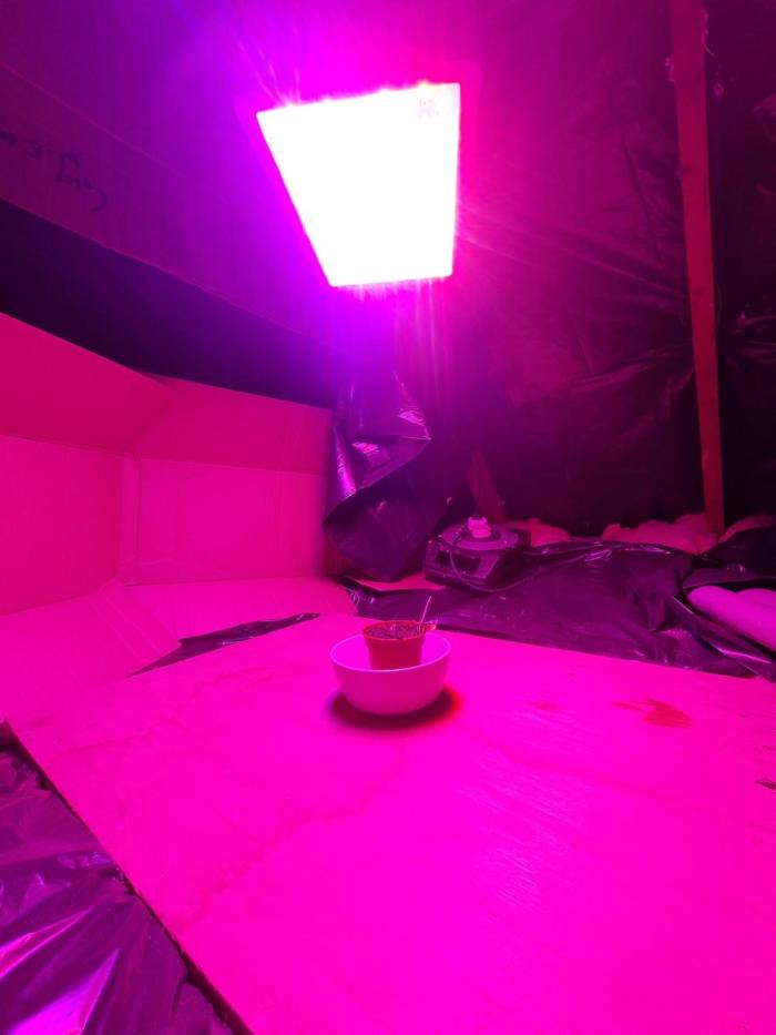 Orange buddy auto. Week 1 - Day1