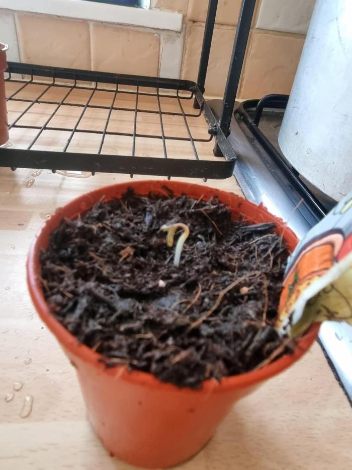 Apple betty auto. Week 1