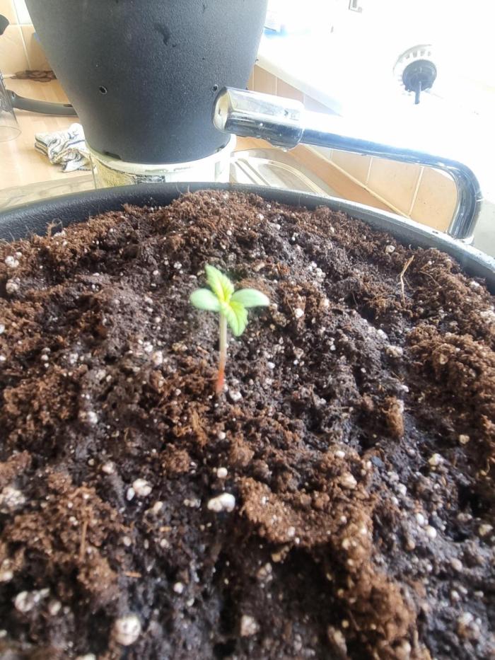 Lemon auto. Week 2 - Transplanted into final pot