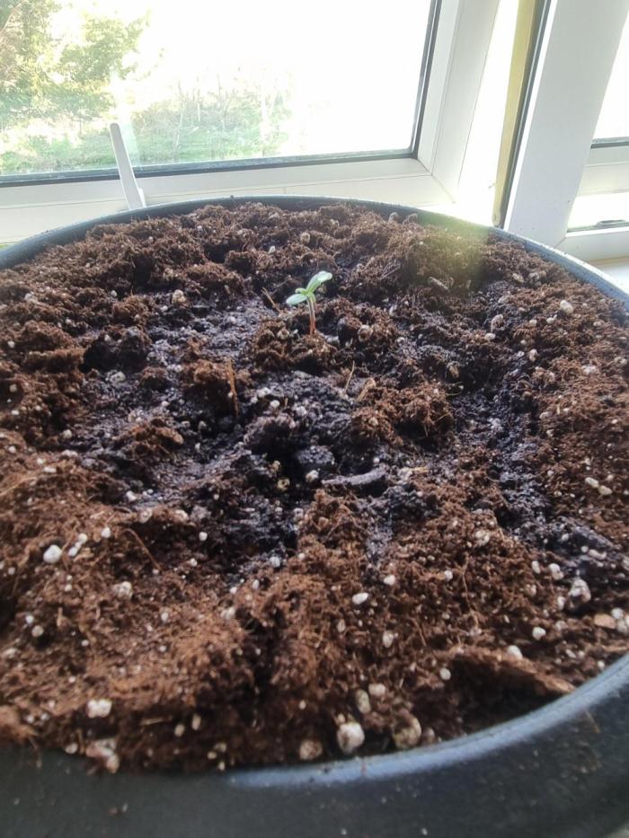Apple betty auto. Week 2