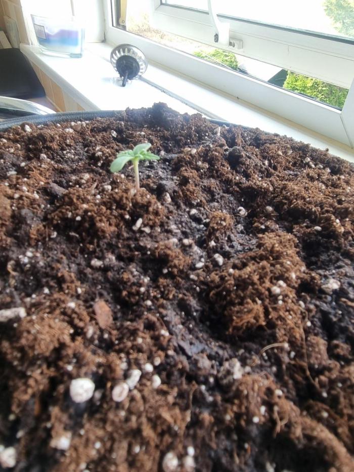 Orange buddy auto. Week 2