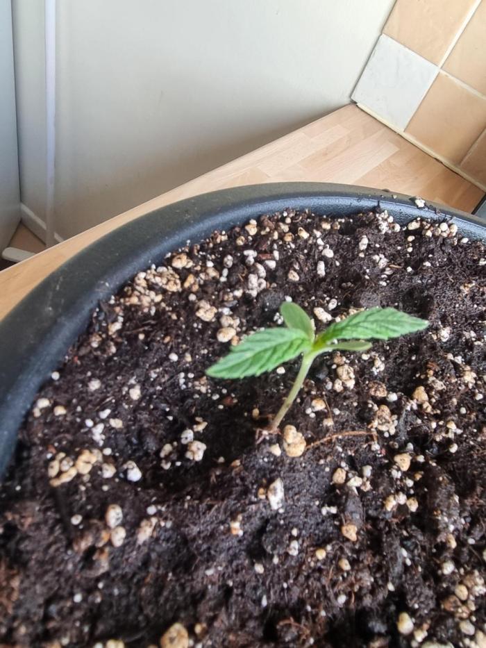 Lemon auto. Week 3 - Slow starter but healthy