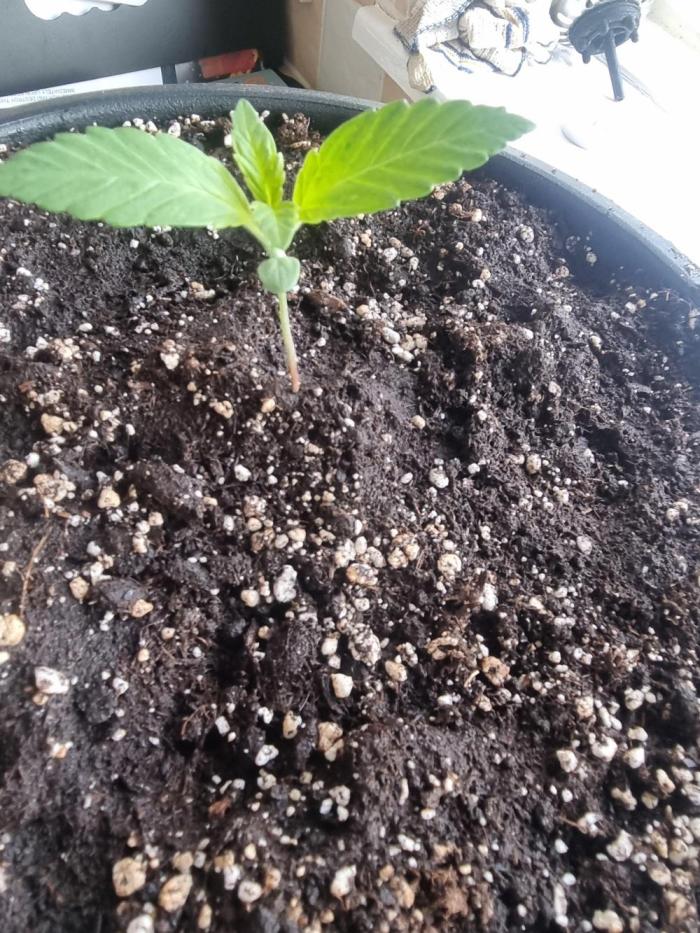 Apple betty auto. Week 3 - Nice start