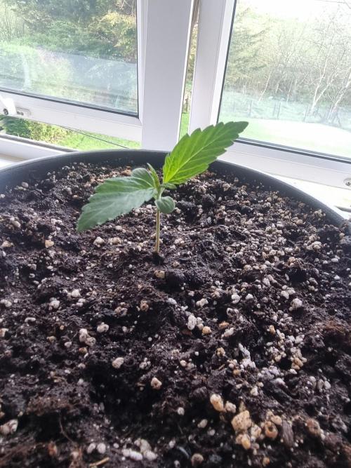 Orange Buddy Auto. Week 3