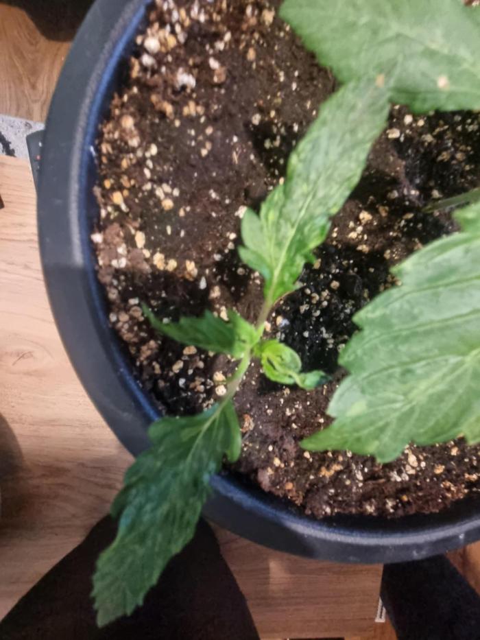Lemon auto. Week 4 - Week 3 under light