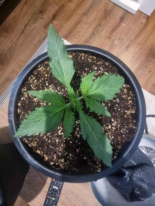 Apple betty auto. Week 4