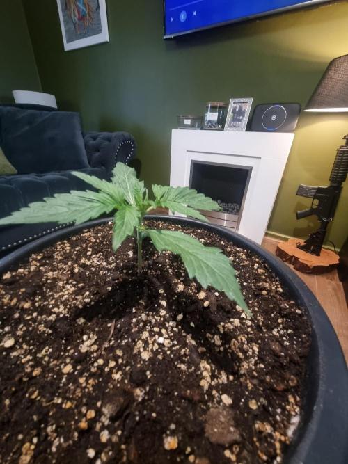 Apple betty auto. Week 4