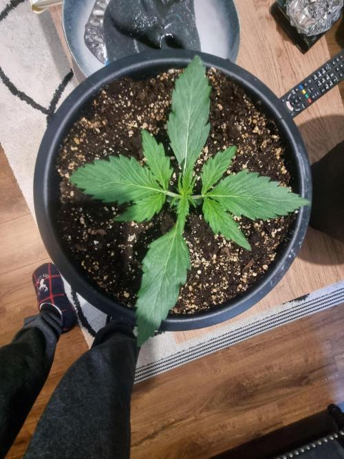 Orange Buddy Auto. Week 4