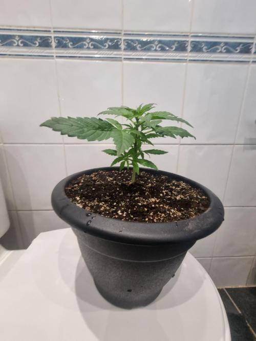 Apple betty auto. Week 5