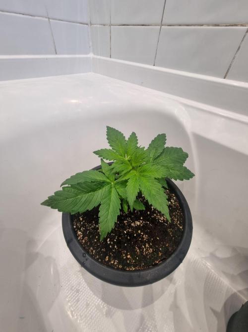 Apple betty auto. Week 5