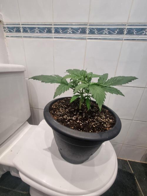 Orange buddy auto. Week 5