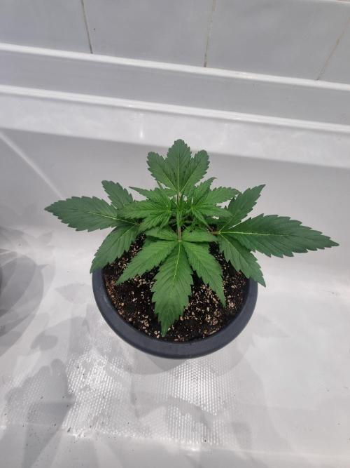 Orange Buddy Auto. Week 5