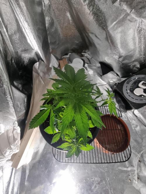 Apple betty auto. Week 6