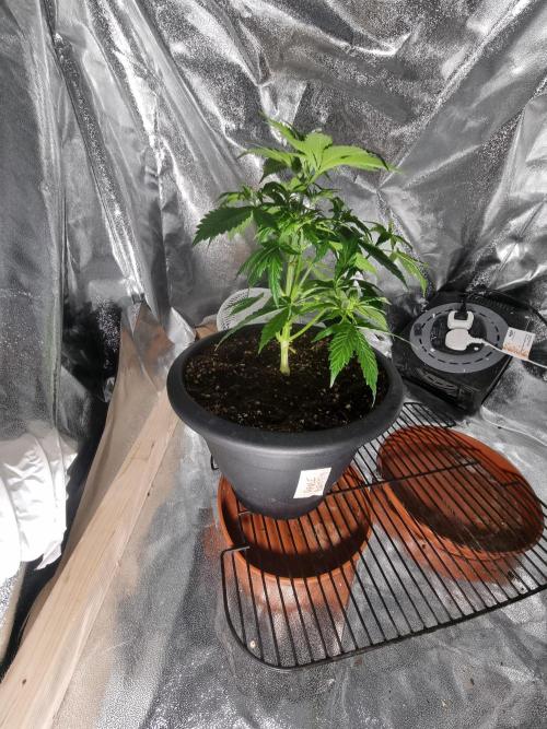 Apple betty auto. Week 6