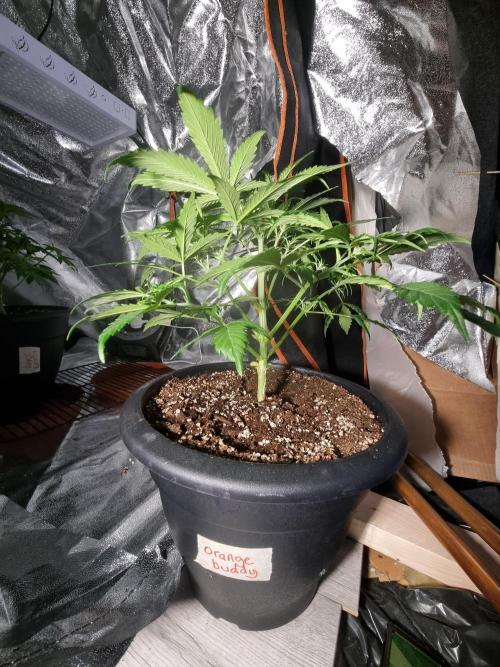 Orange buddy auto. Week 6