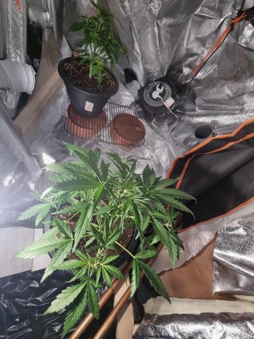 Orange Buddy Auto. Week 6