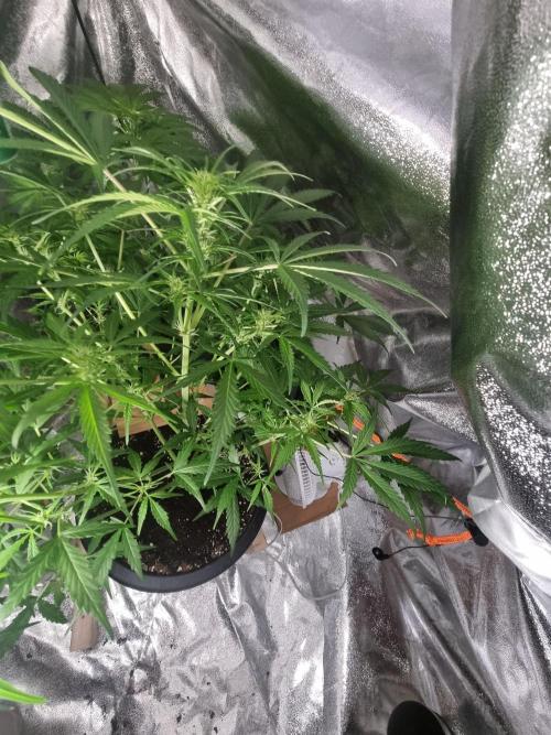 Orange buddy auto. Week 7