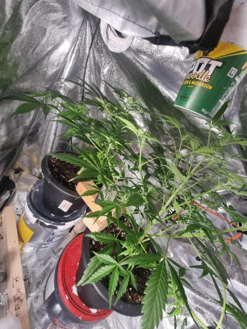 Orange buddy auto. Week 7