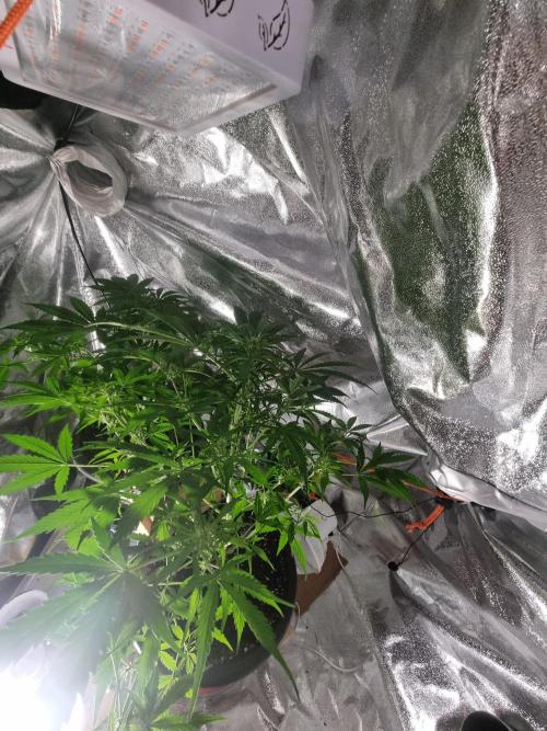 Apple betty auto. Week 7