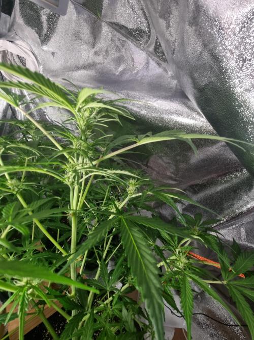 Apple betty auto. Week 7
