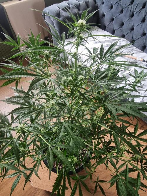 Orange buddy auto. Week 8