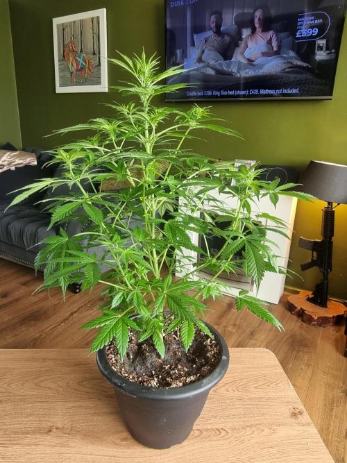Orange buddy auto. Week 8