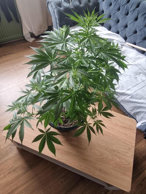 Apple betty auto. Week 8