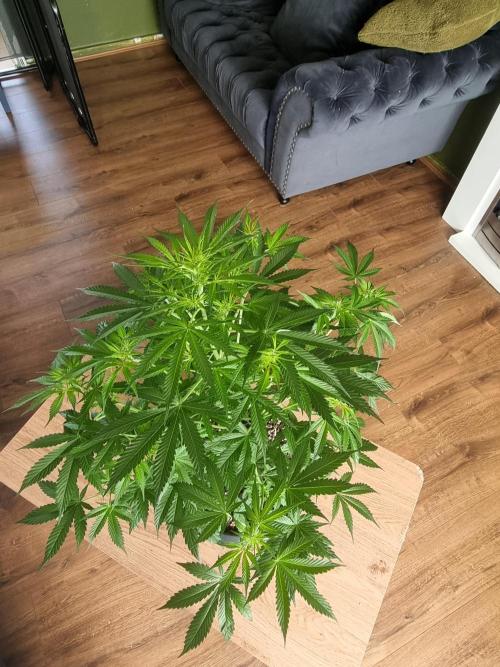 Apple betty auto. Week 8
