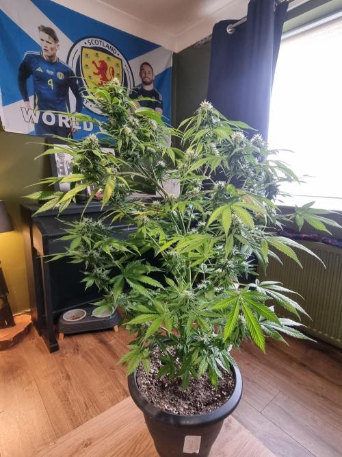 Orange buddy auto. Week 10