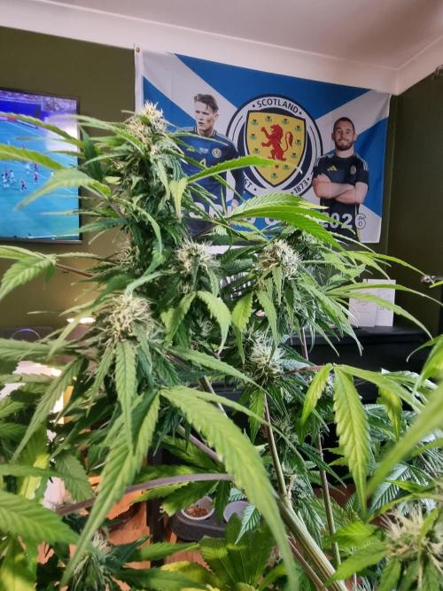 Orange buddy auto. Week 10