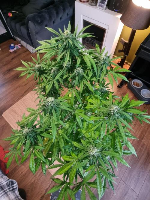 Orange buddy auto. Week 10