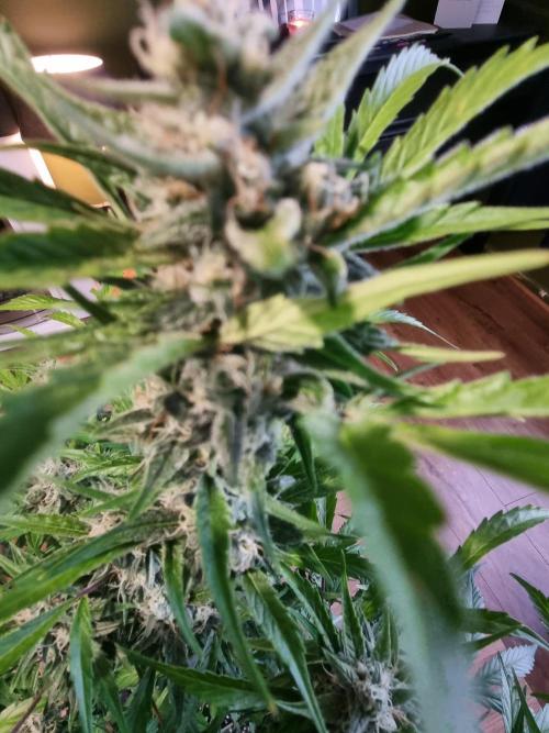 Apple betty auto. Week 10