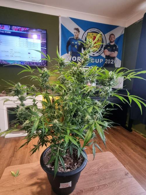 Apple betty auto. Week 10