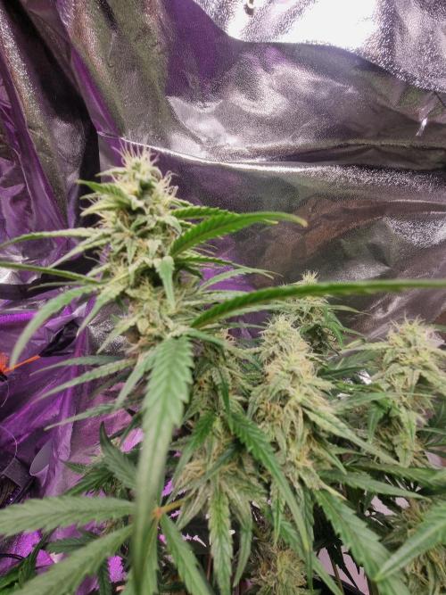 Barneys farm. Week 2 - Lemon haze