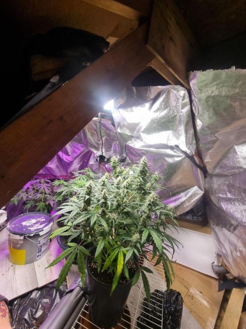 Barneys farm. Week 2 - Thin mint x sour pinot