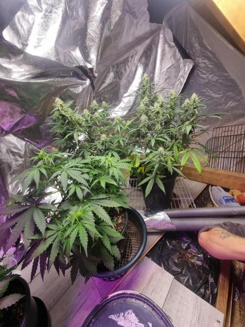 Barneys farm. Week 2 - Sour diesel