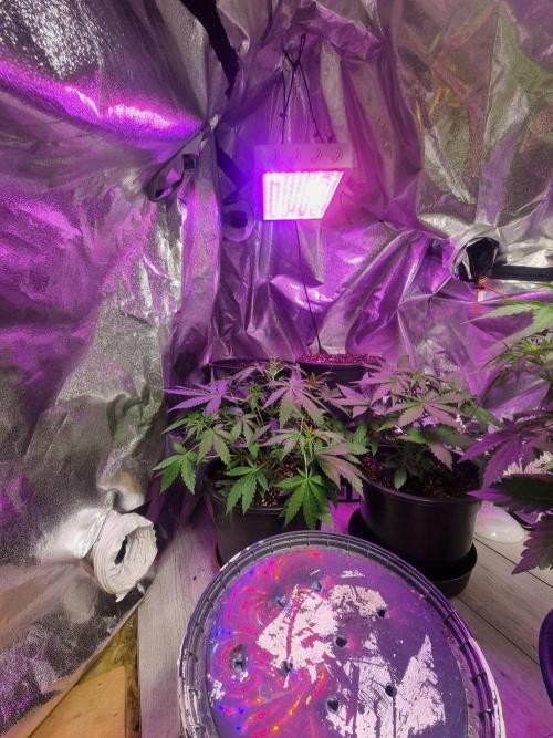 Barneys farm. Week 2 - Og kush
