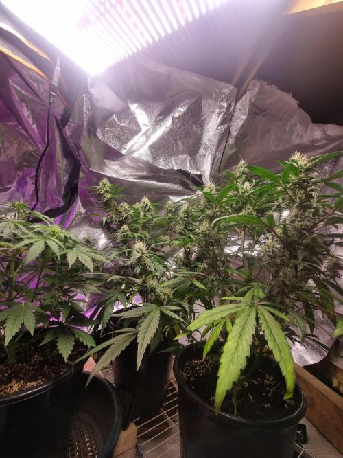 Barneys farm. Week 2 - X 3 bears