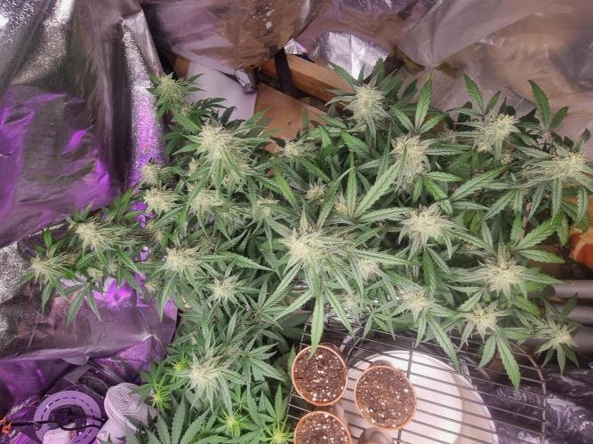 Barneys farm. Week 5