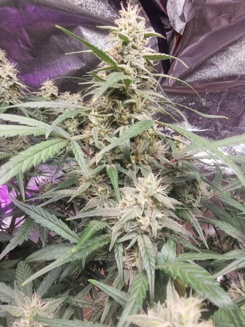 Barneys farm. Week 5
