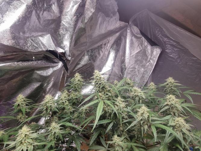 Barneys farm. Week 5
