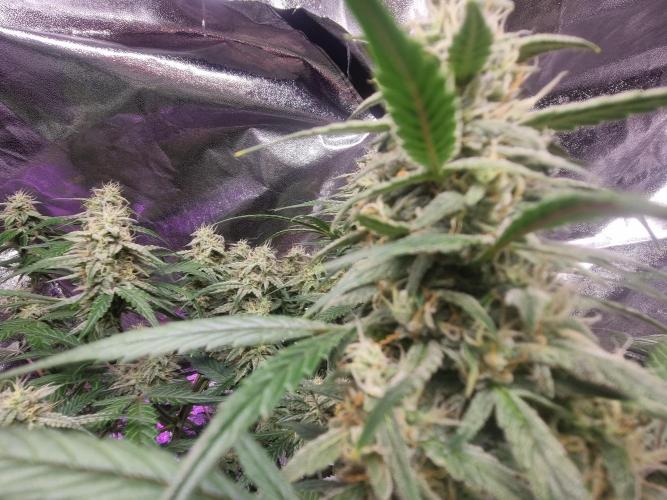 Barneys farm. Week 5