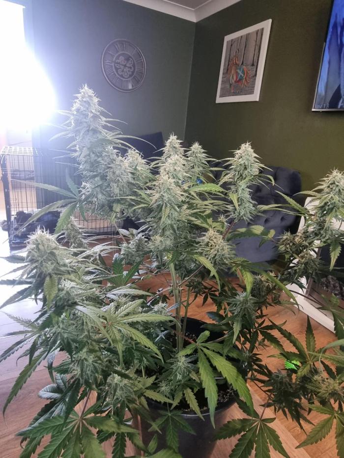 Barneys farm. Week 6 - 6-7 oz per plant...