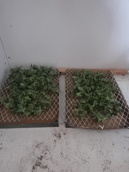 Barneys farm. Week 6